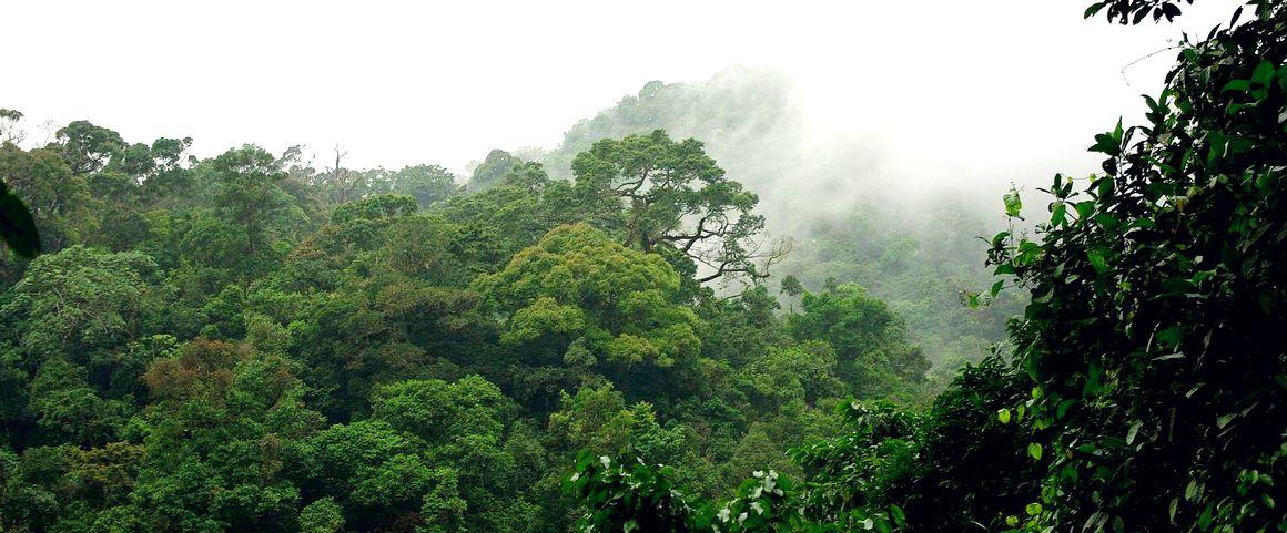 Une forêt tropicale humide au sud-ouest du Cameroun © Cirad, C. Doumenge